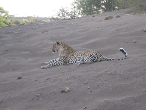 Rondreis Zuid-Afrika in drie weken - Cheetah in Botswana op de loer voor zijn prooi.