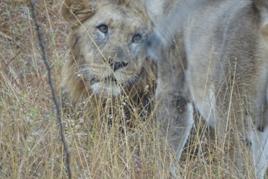 Rondreis Zuid-Afrika in twee weken - Lion in Love