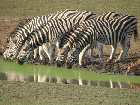 Rondreis Zuid-Afrika in twee weken - Streepje voor.