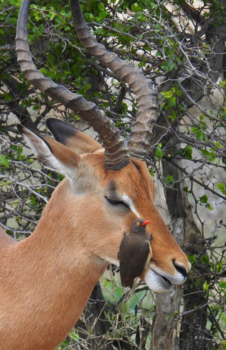 Rondreis Zuid-Afrika in twee weken - Facial