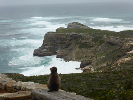 Kaap de Goede Hoop - Baviaan geniet van een geweldig uitzicht