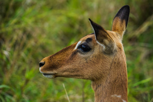 Rondreis Zuid-Afrika in drie weken - Alerte impala in het Hluhluwe-Imfolozi Park in Zuid-Afrika