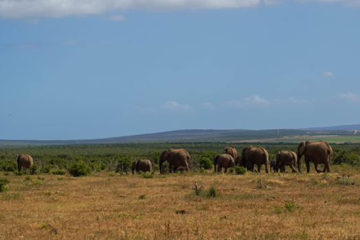 Rondreis Zuid-Afrika in drie weken - Olifantenfamilie in het Addo Elephant Park