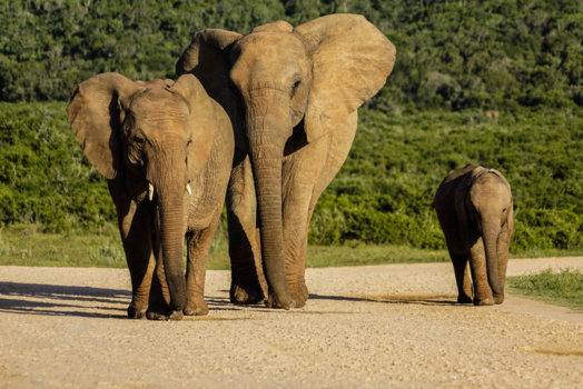Rondreis Zuid-Afrika in drie weken - Stroll in the park