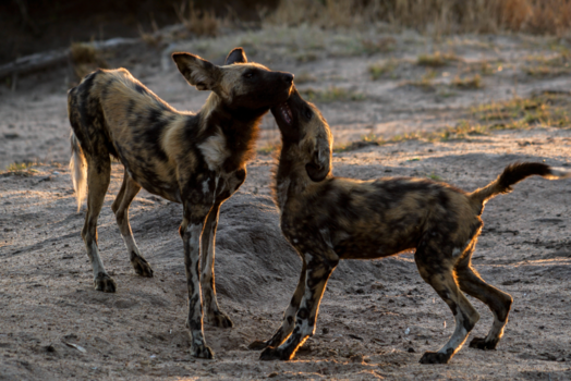 Rondreis Zuid-Afrika in drie weken - Spelende wilde honden in het Krugerpark