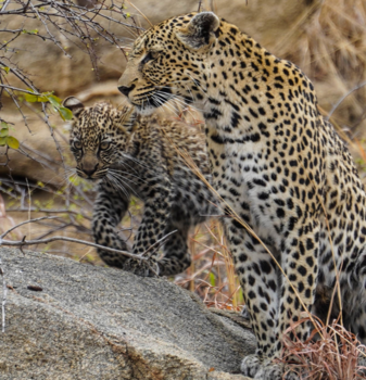 Rondreis Zuid-Afrika in drie weken - Moeder en welp in het Krugerpark