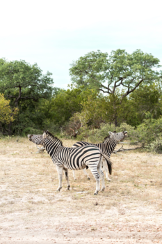 Krugerpark - I can scream louder than you!