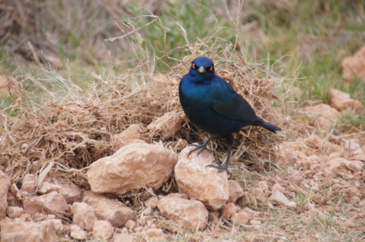 Oost-Kaap - Ik wil niet op de foto, denkt de blauwoorglansspreeuw!