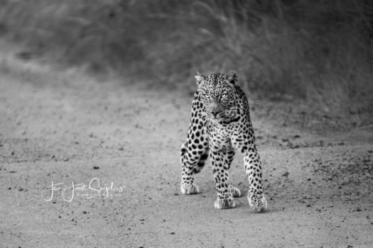 Pilanesberg National Park - Keeping an eye on you!