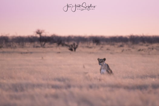 Pilanesberg National Park - Looking for food