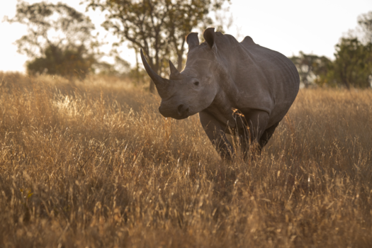 Marakele National Park - Bijzondere ontmoeting met de witte neushoorn in het warme namiddaglicht. Zuid-Afrika