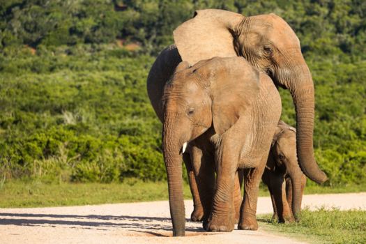 Addo Elephant National Park - Creatieve Olifantenpose in Addo Elephant national park, Zuid Afrika