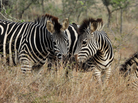 Rondreis van Johannesburg naar Kaapstad - Zebra’s