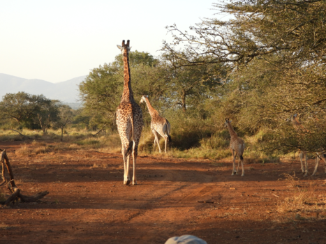 Rondreis van Johannesburg naar Kaapstad - Giraffen in Manyoni private game reserve