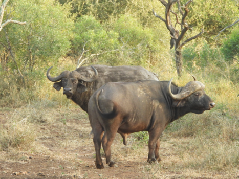 Rondreis van Johannesburg naar Kaapstad - Buffels