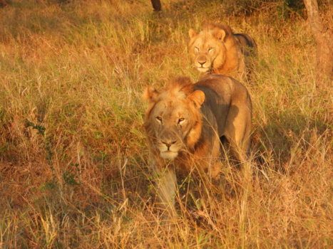 Rondreis van Johannesburg naar Kaapstad - Jonge leeuwen in Manyoni private game reserve