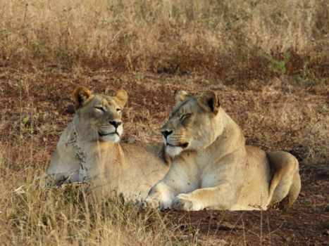 Rondreis van Johannesburg naar Kaapstad - Leeuwinnen