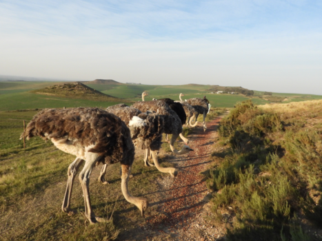 Rondreis van Johannesburg naar Kaapstad - Bezoek aan struisvogel boerderij
