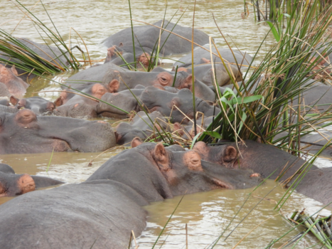 Rondreis van Johannesburg naar Kaapstad - Hippo’s