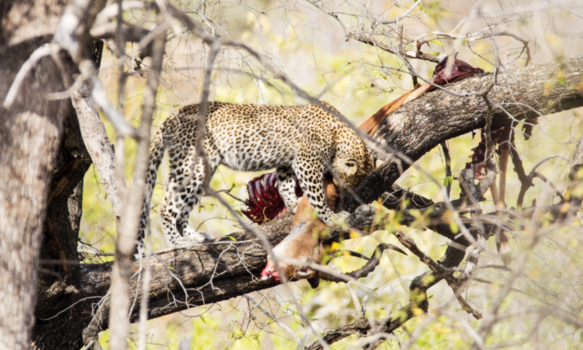 Krugerpark - Luipaard heeft Impala te pakken voor zijn maaltijd