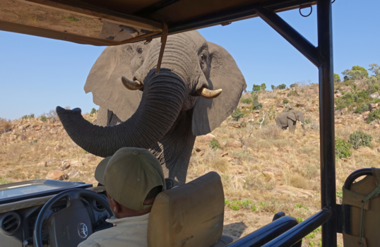 Welgevonden Game Reserve - Nieuwsgierig