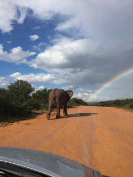 Addo Elephant National Park - On the way to happiness