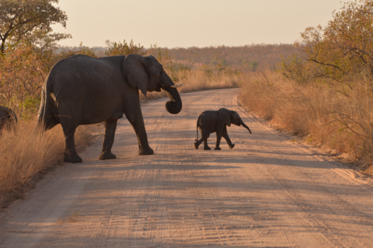 Krugerpark - Olifanten