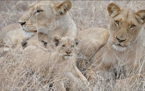 Rondreis Zuid-Afrika in twee weken - Krugerpark Zuid Afrika
