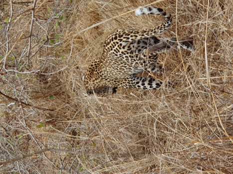 Rondreis van Johannesburg naar Kaapstad - Luipaard on the move