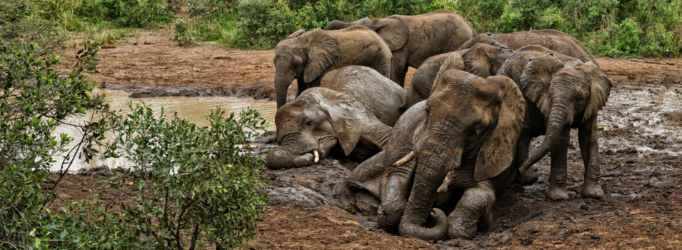 Rondreis van Johannesburg naar Kaapstad - Maandag; modderbad dag