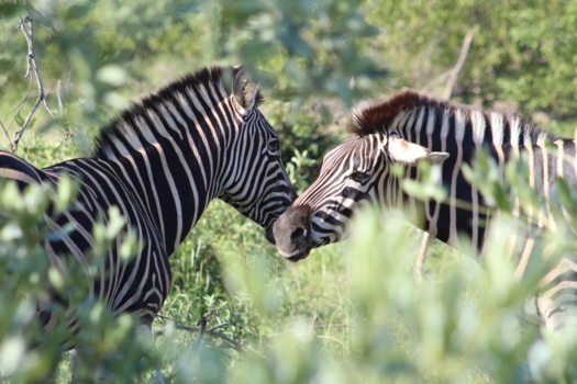 Kaapstad - Wild Life