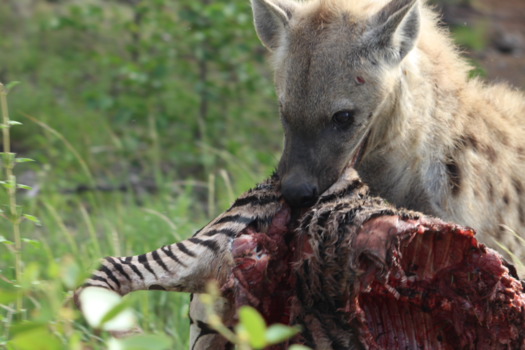 Krugerpark - Dinner is served