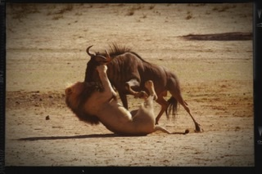 Rondreis van Johannesburg naar Kaapstad - Wildebeest fight Lion