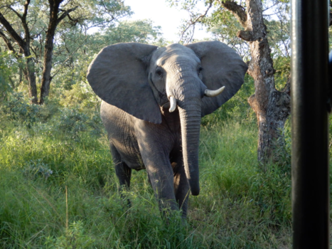 Rondreis van Johannesburg naar Kaapstad - Olifant in de aanval in het Krugerpark.