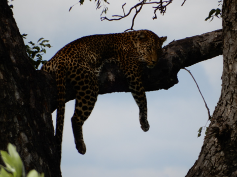 Rondreis van Johannesburg naar Kaapstad - Lui(p)aard