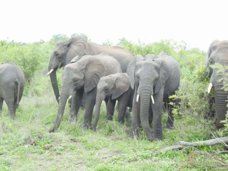 Krugerpark - 🐘 In het krugerpark Zuid-Afrika