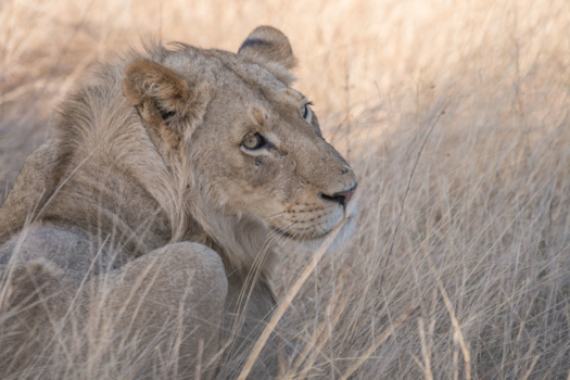 Rondreis Zuid-Afrika in twee weken - Jonge leeuw , Kruger park .
