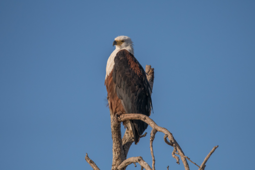 Rondreis Zuid-Afrika in twee weken - Kruger park , Zuid Afrika .
