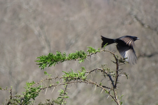 Rondreis Zuid-Afrika in twee weken - Perfect timing