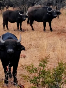 Rondreis van Johannesburg naar Kaapstad - Geweldig mooi land