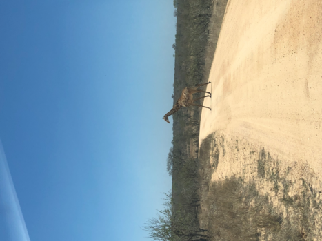 Rondreis Zuid-Afrika in twee weken - Privé toer zuid Afrika