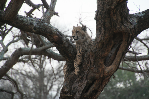 Rondreis Zuid-Afrika in drie weken - EVEN UITRUSTEN IN EEN BOOM.