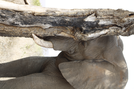 Rondreis van Johannesburg naar Kaapstad - 8...9...10... Wie niet weg is, is gezien ;)