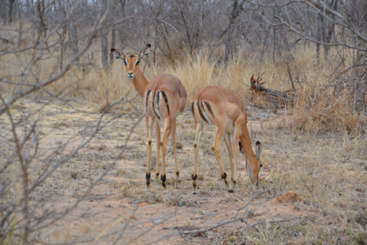 Krugerpark - Impala's op hun hoede