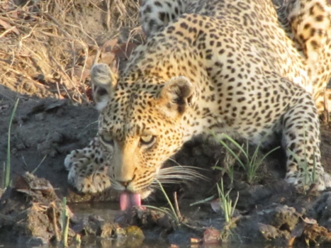 Rondreis van Johannesburg naar Kaapstad - Pretty Leopard 😍