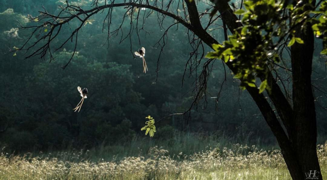Limpopo - Paradise flycatchers dancing in the first rays of sunshine