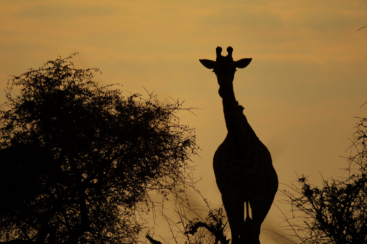 Rondreis van Johannesburg naar Kaapstad - Waking up with the giraffe