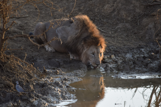 Madikwe Game Reserve - Dorstige leeuw