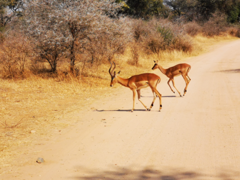 Krugerpark - Impala's op de vlucht