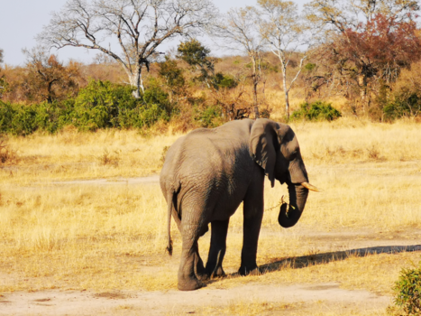 Krugerpark - Olifant